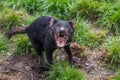 Aggressive Tasmanian devil Sarcophilus harrisii with mouth open showing teeth and tongue Royalty Free Stock Photo