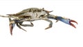 Aggressive and threatening blue crab on a white background