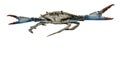 Aggressive and threatening blue crab on a white background and underneath writing space for a tasty shellfish recipe