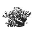 Aggressive tiger head rider driving motorcycle Royalty Free Stock Photo