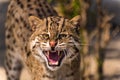 Aggressive wild fishing cat