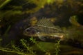 aggressive young Eurasian ruffe show fin, captive domesticated wild freshwater fish, omnivore coldwater predator species in