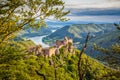 Aggstein castle ruin in Wachau Valley, Austria Royalty Free Stock Photo