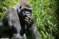 Aghast Gorilla