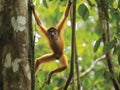 The Agile Acrobat the Spider Monkey in Canopy Royalty Free Stock Photo