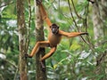 The Agile Acrobatics of the Spider Monkey in Rainforest Canopy Royalty Free Stock Photo