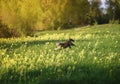 Agile beautiful striped cat runs quickly through the spring blooming Sunny meadow