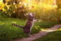 Agile beautiful striped a kitten plays in a Sunny summer garden and catches a bright butterfly flying by with its paws