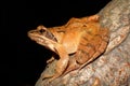 Agile frog / Rana dalmatina