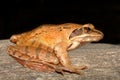Agile Frog - Rana dalmatina