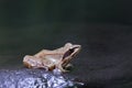 Agile Frog (Rana dalmatina)