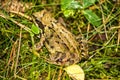 Agile frog, Rana dalmatina