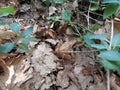 Agile frog - Rana dalmatina