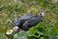 Agile Frog (Rana dalmatina)