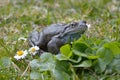 Agile Frog (Rana dalmatina) on grass in spring time