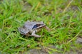 Agile frog - Rana dalmatina