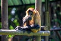 Geoffroy\'s Spider Monkey (Ateles geoffroyi) in Central America