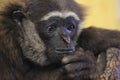 Agile gibbon Royalty Free Stock Photo