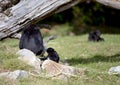 An Agile Gibbon and her baby Royalty Free Stock Photo