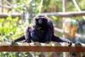 Agile gibbon (Hylobates agilis) Outdoors