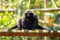 Agile Gibbon (Hylobates agilis) in Southeast Asia Royalty Free Stock Photo