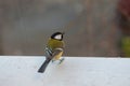 Agile Great Tit on the window sill looking up