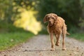 Agile Magyar Vizsla 13 years old runs in a beautiful green forest a road along in the season summer Royalty Free Stock Photo