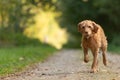 Agile Magyar Vizsla 13 years old runs in a beautiful green forest a road along in the season summer Royalty Free Stock Photo