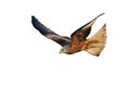 Agile red kite hunting in the air with open wings isolated on white background Royalty Free Stock Photo