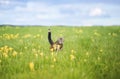 Agile striped cat runs quickly through the spring blooming to the meadow raising its tail and paws