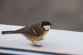 Agile Great Tit on the window sill getting ready to fly