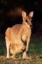 Agile Wallaby Royalty Free Stock Photo