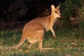 Agile Wallaby