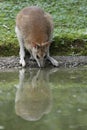 Agile wallaby Royalty Free Stock Photo