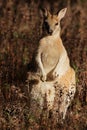 Agile Wallaby Royalty Free Stock Photo