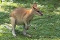 Agile wallaby