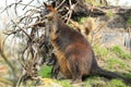 Agile wallaby