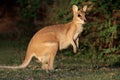 Agile Wallaby, Australia