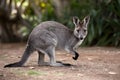 Agile wallaby captured in graceful motion against Australian backdrop