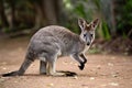 Agile wallaby captured in graceful motion against Australian backdrop