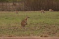 Agile wallaby and joey in Outback