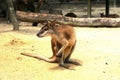 The agile wallaby Macropus agilis also known as the sandy wallaby