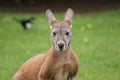 Agile Wallaby - Macropus agilis Royalty Free Stock Photo