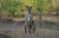 Agile Wallaby in the Northern Territory