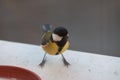 Agile yellow Great Tit on the window sill