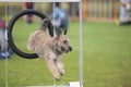 Agility competition