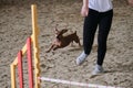 Rabbit smooth haired dachshund of red color runs with its owner at competitions. The future winner and champion. Agility