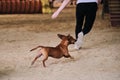 Rabbit smooth haired dachshund of red color runs with its owner at competitions. The future winner and champion. Agility