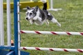 Agility Dog Going over a Jump Royalty Free Stock Photo