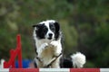 Agility dog jumping Royalty Free Stock Photo